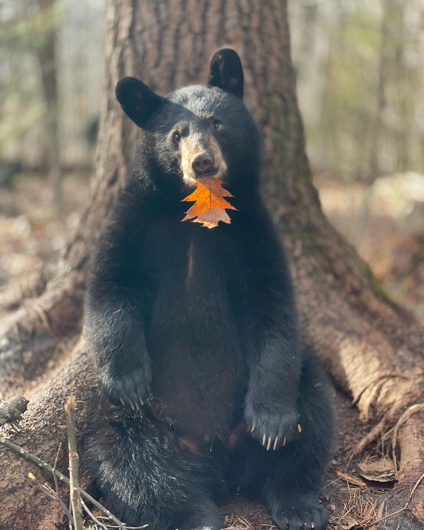 Black bear cub in Fall
