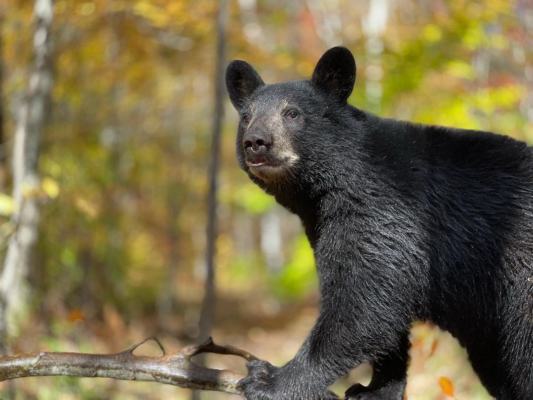 Black bear with a stick